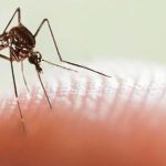 Se detectó un caso de dengue autóctono en Córdoba